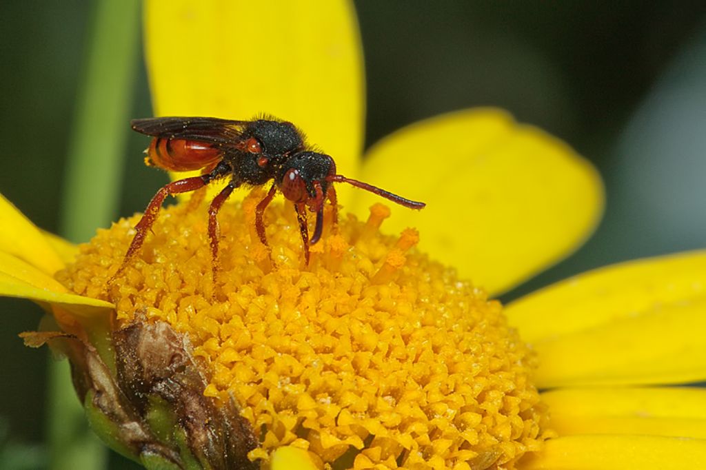 Nomada sp. - Malta